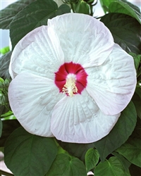 02-24-HDLUNAWHITE-2T.jpg