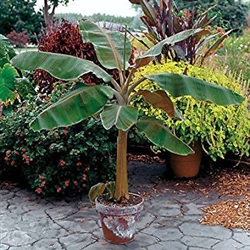Musa 'DWARF CAVENDISH'-Good Producer Sweet Fruit Zone 8