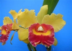 Rlc Hans Kunning 'NN' Cattleya Orchid Plant 4 1/2" Pot Blooming Size 